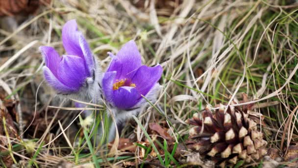 宏特写 在干燥的森林草地上 紫色较大的番石榴花 Pulsatilla Grandis 针叶树附近 小昆虫在植物叶片上逐渐失去焦点 — 图库视频影像