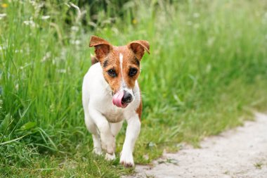 Küçük Jack Russell Terrier, toz toprak yolda kameraya doğru yürüyor, dilini yalayıp duruyor, yeşil çimen arka planda.