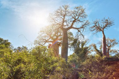 Kırmızı tozlu zeminde büyüyen küçük baobab ve ahtapot ağaçları, çalılar ve çimenler olan orman, mercekli güçlü güneş ışığı