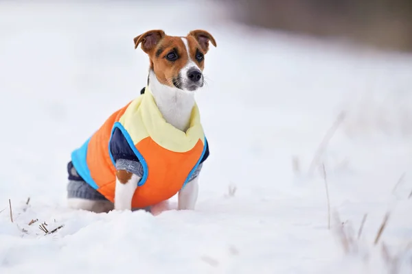 Jack Russell terrier sentado no campo coberto de neve no inverno, vestindo jaqueta quente laranja brilhante — Fotografia de Stock
