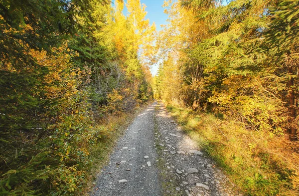 Dust and rock forest road, autumn coloured trees on both sides, sun backlight in background — Stock Photo, Image