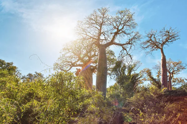 Wald mit kleinen Baobab- und Tintenfischbäumen, Büschen und Gras, die auf rotem, staubigem Boden wachsen, starke Sonnenhintergrundbeleuchtung mit Linsenraketen — Stockfoto
