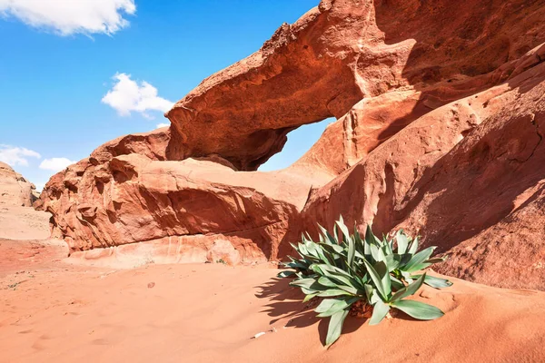 와디 룸 사막에 작은 원호나작은 바위 창 의형성, 붉은 먼지와 바위 위에서 밝은 태양 이비치는 것, 앞쪽에 있는 드리 미아 마리 미마 식물, 위로 파란 하늘 — 스톡 사진