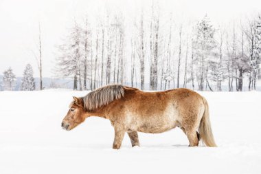 Açık kahverengimsi Haflinger atı kışın karların üzerinde yürüyor, arka planda bulanık ağaçlar, yan görüş.