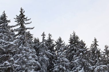 Kozalaklı çam ağacının tepeleri kışın karla kaplı, arka planda gri gökyüzü
