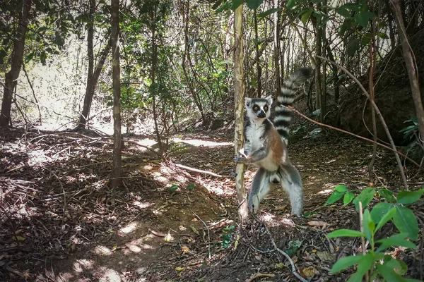 Madagáscar Endémica Strepsirrhini Cauda Anelada Lemur Catta Habitat Natural Selva — Fotografia de Stock