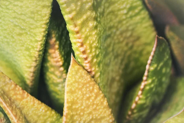Макро Подробно Грубые Желтые Зеленые Сочные Листья Абстрактный Ботанический Фон — стоковое фото