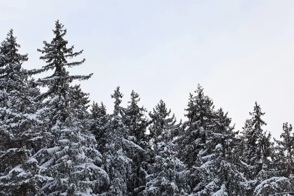 Coniferous Spruce Tree Tops Covered Snow Winter Gray Sky Background — Stock Photo, Image