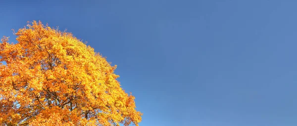 明亮的橙色黄秋树叶映衬着蓝天 宽横幅 右边有文字空间 — 图库照片