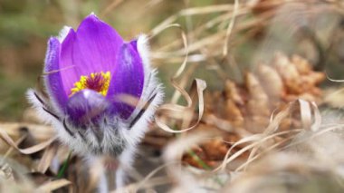 Pask çiçeğinin statik çekimi (Pulsatilla grandis) yumuşak rüzgarda hareket eden sadece birkaç kuru ot kanadı.