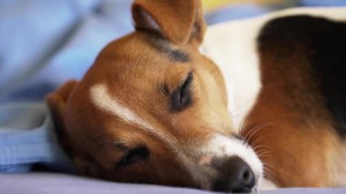 Küçük Jack Russell Terrier uyuyor. Gözlerinin açılmasına az kaldı. 