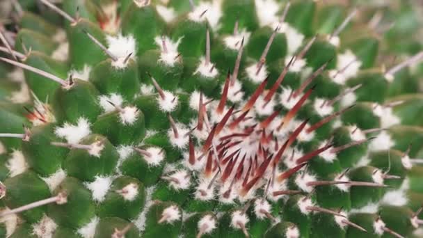 Primer Plano Planta Cactus Verde Con Espinas Rojas Agudas — Vídeos de Stock