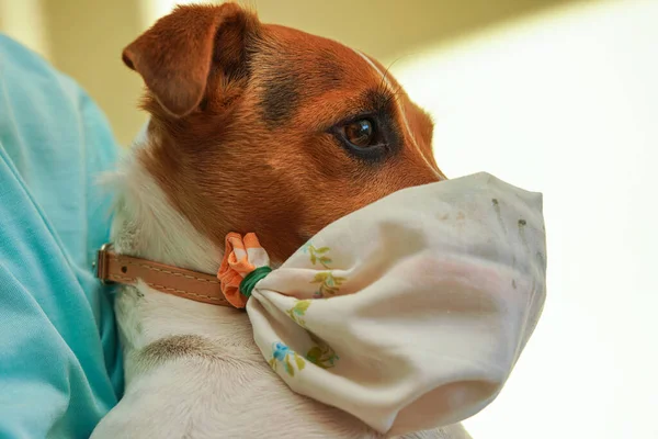 Small Jack Russell terrier dog wearing home made simple cotton mouth virus mask. Pets are not vulnerable to coronavirus covid-19 but some owners protect them nevertheless