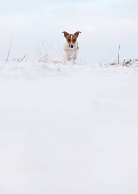 Küçük Jack Russell teriyer köpeği karla kaplı tarlada koşuyor kameraya doğru, aşağıda metin için boşluk var