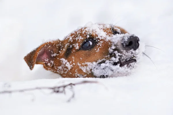 Small Jack Russell terrier dog crawling in very deep snow, detail on only her hair visible in white crystals — Stock Photo, Image