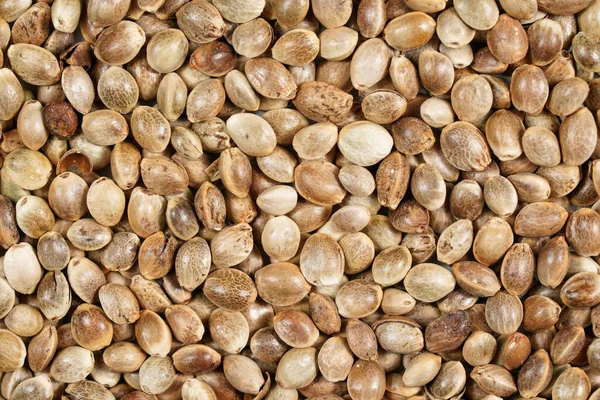 Montón de semillas de cannabis sin pelar, vista desde arriba, primer plano macro detalle —  Fotos de Stock