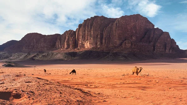 푸른 하늘 이 배경 위에 있는 산들 인 와디 룸 사막의 오렌지붉은 모래 위를 걷고 있는 낙타 떼 — 스톡 사진