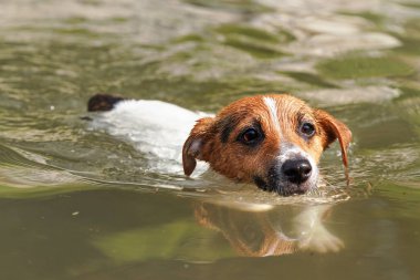 Nehirde yüzen küçük Jack Russell Terrier, sadece kafası suyun üstünde görünüyor, yakın plan detayı.