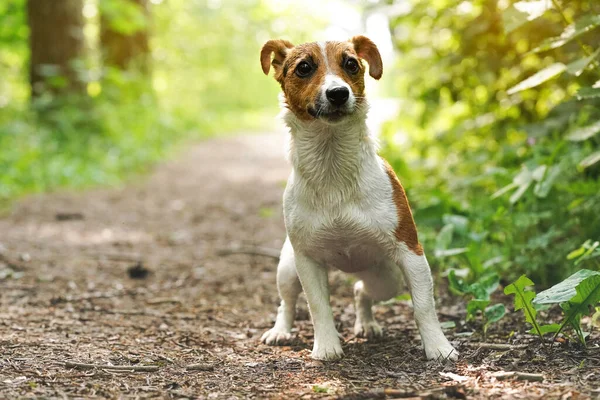 Pequeno Jack Russell terrier em pé no caminho da floresta, olhar atentamente, visão frontal, sua pele ainda pouco molhada de nadar no rio — Fotografia de Stock