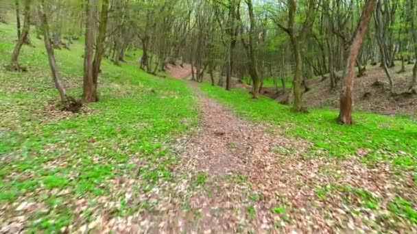 Le long du sentier dans la forêt — Video