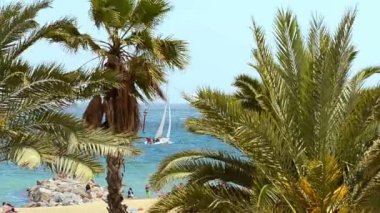 yaz günü güneşli tropik sahilde palm