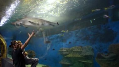 Anne ve büyük beyaz köpekbalıkları izlerken, oceanarium, deniz yaşamı zevk küçük oğlu