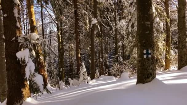 Marque touristique sur les arbres enneigés, en forêt de montagne, heure d'hiver 