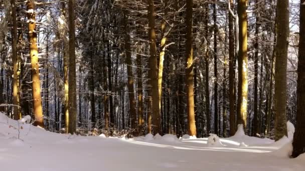 Árboles Nevados Bosque Montaña Tiempo Invierno — Vídeo de stock