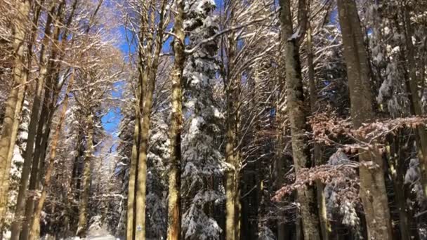 Día Soleado Bosque Montaña Pista Esquí Tiempo Invierno — Vídeo de stock