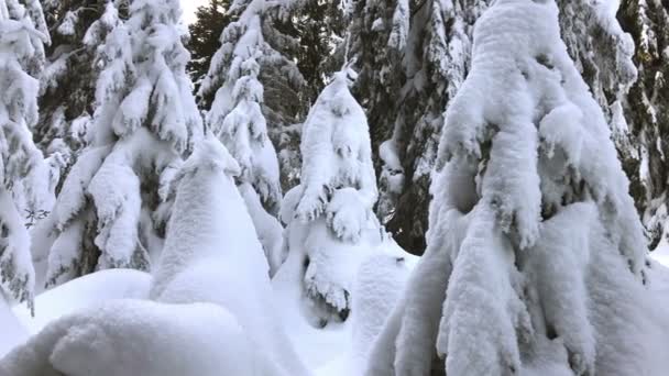 Árboles Nevados Bosque Montaña Tiempo Invierno — Vídeo de stock