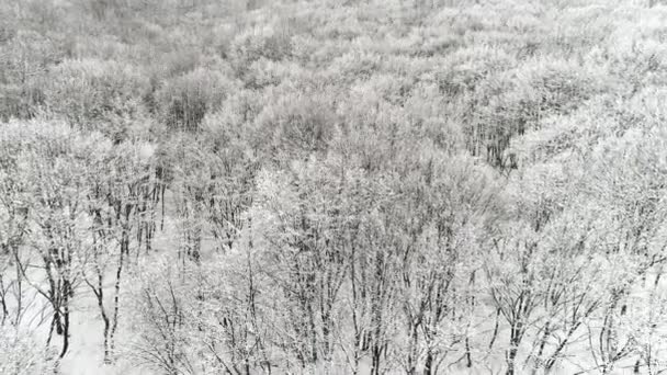 Вид Воздуха Лес Зимний День — стоковое видео