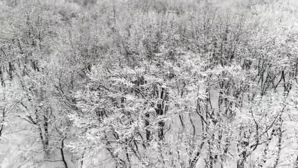 Vista Aérea Del Bosque Día Invierno Tiro Con Drones — Vídeos de Stock