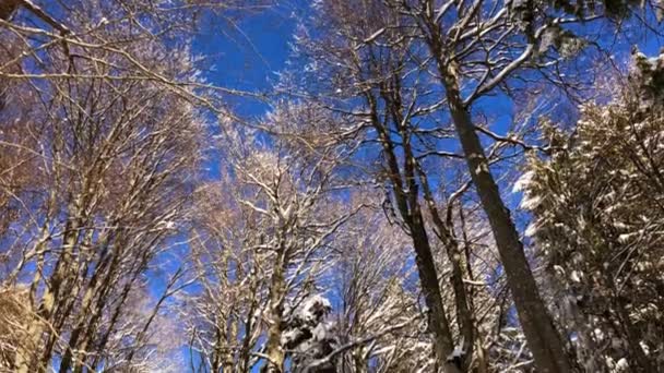 晴れた日と観光トレイル 冬時間の山の森の青い空 — ストック動画