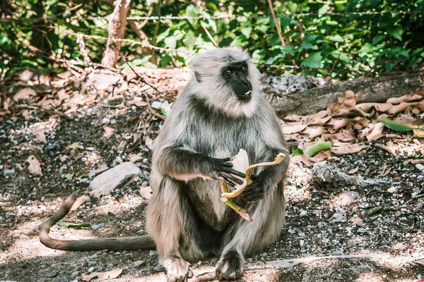 Grande Macaco Cinza Descasca Come Uma Banana Asi — Fotografia de Stock