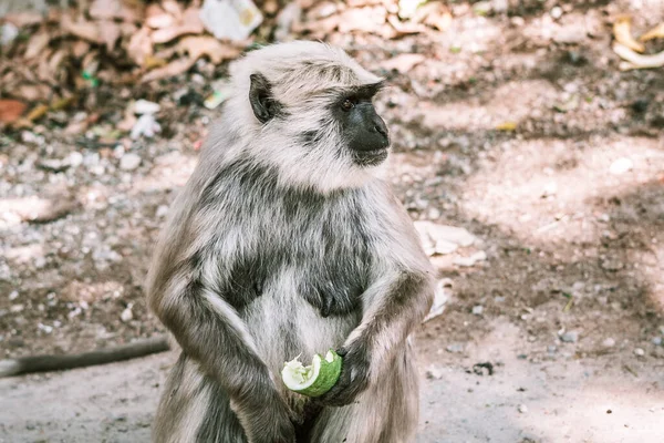 Grande Macaco Cinza Descasca Come Uma Banana Pepino Ásia — Fotografia de Stock