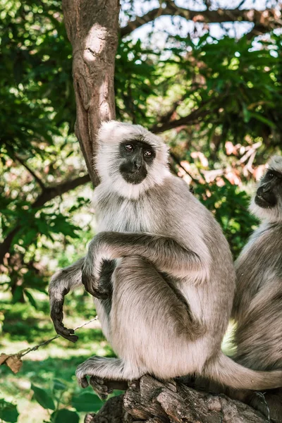 Grande Macaco Cinza Descasca Come Uma Banana Pepino Ásia — Fotografia de Stock