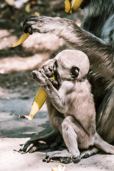 Grande Macaco Cinza Com Uma Criança Pequena Comer Uma Banana — Fotografia de Stock