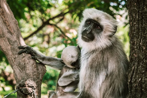 Grande Macaco Cinza Com Uma Criança Pequena Comer Uma Banana — Fotografia de Stock