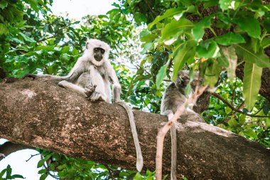 Büyük gri maymun ve küçük çocuk Asya 'da muz ve salatalık yiyorlar.