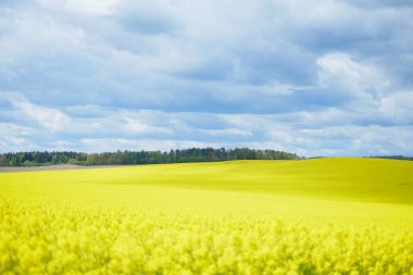 manzara büyük bulutlar ve güzel sarı alanlar