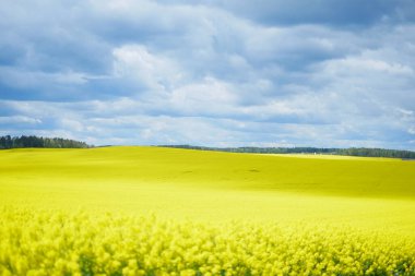 manzara büyük bulutlar ve güzel sarı alanlar