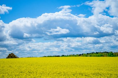 manzara büyük bulutlar ve güzel sarı alanlar