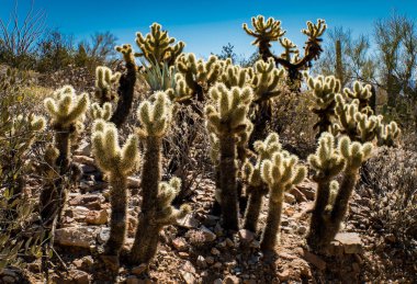 Arizona Çölü dağlar