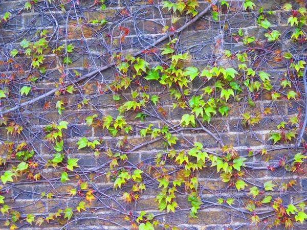 Ziegelsteinmauer Mit Blättermuster Hellgrüne Farbe — Stockfoto