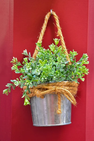 Green plant in the metal bucket. — Stock Photo, Image