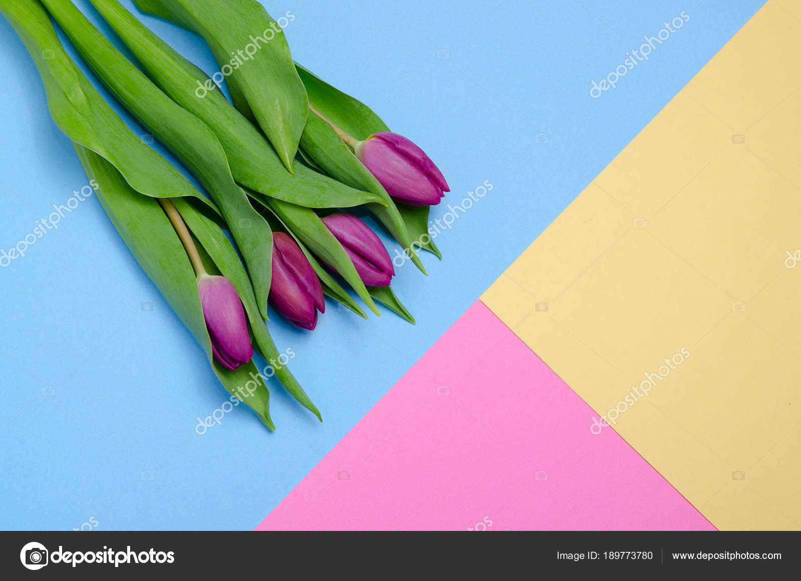 パステル カラーの紫のチューリップ背景の上面図 ペーパー クラフト デザイン 青 ピンク 黄色 ストック写真 C Oksanatukane