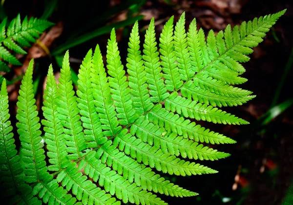 Açık Yeşil Eğreltiotu Ormanda Ayrılıyor Yaprak Dokusu Doğal Arkaplan — Stok fotoğraf