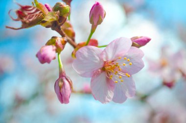 Kiraz ve elma ağacı çiçek açar. Seçici odaklanma ve uzayı kopyalama. Bahar sakura çiçekleri. Pembe kiraz çiçeği dalı mavi bokeh arkaplanı kaplar. Bahar ağaçları çiçek açar.. 