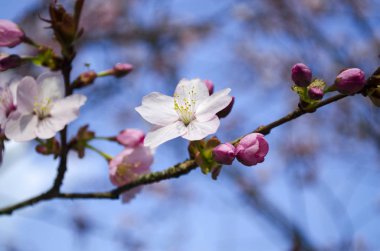 Kiraz ve elma ağacı çiçek açar. Seçici odaklanma ve uzayı kopyalama. Bahar sakura çiçekleri. Pembe kiraz çiçeği dalı mavi bokeh arkaplanı kaplar. Bahar ağaçları çiçek açar.. 