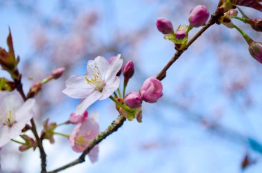 Kiraz ve elma ağacı çiçek açar. Seçici odaklanma ve uzayı kopyalama. Bahar sakura çiçekleri. Pembe kiraz çiçeği dalı mavi bokeh arkaplanı kaplar. Bahar ağaçları çiçek açar.. 